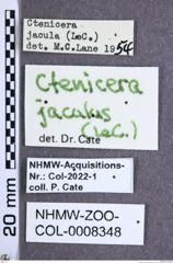 Etikette zu Proludius jaculus (LeConte, 1853) (NHMW-ZOO-COL-0008348)